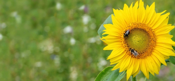 Oberbank Nachhaltigkeit - Sonnenblume