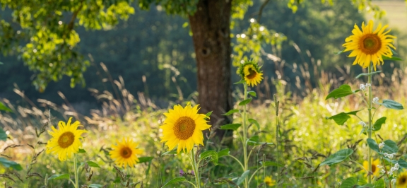 Oberbank Sonnenblumenfeld